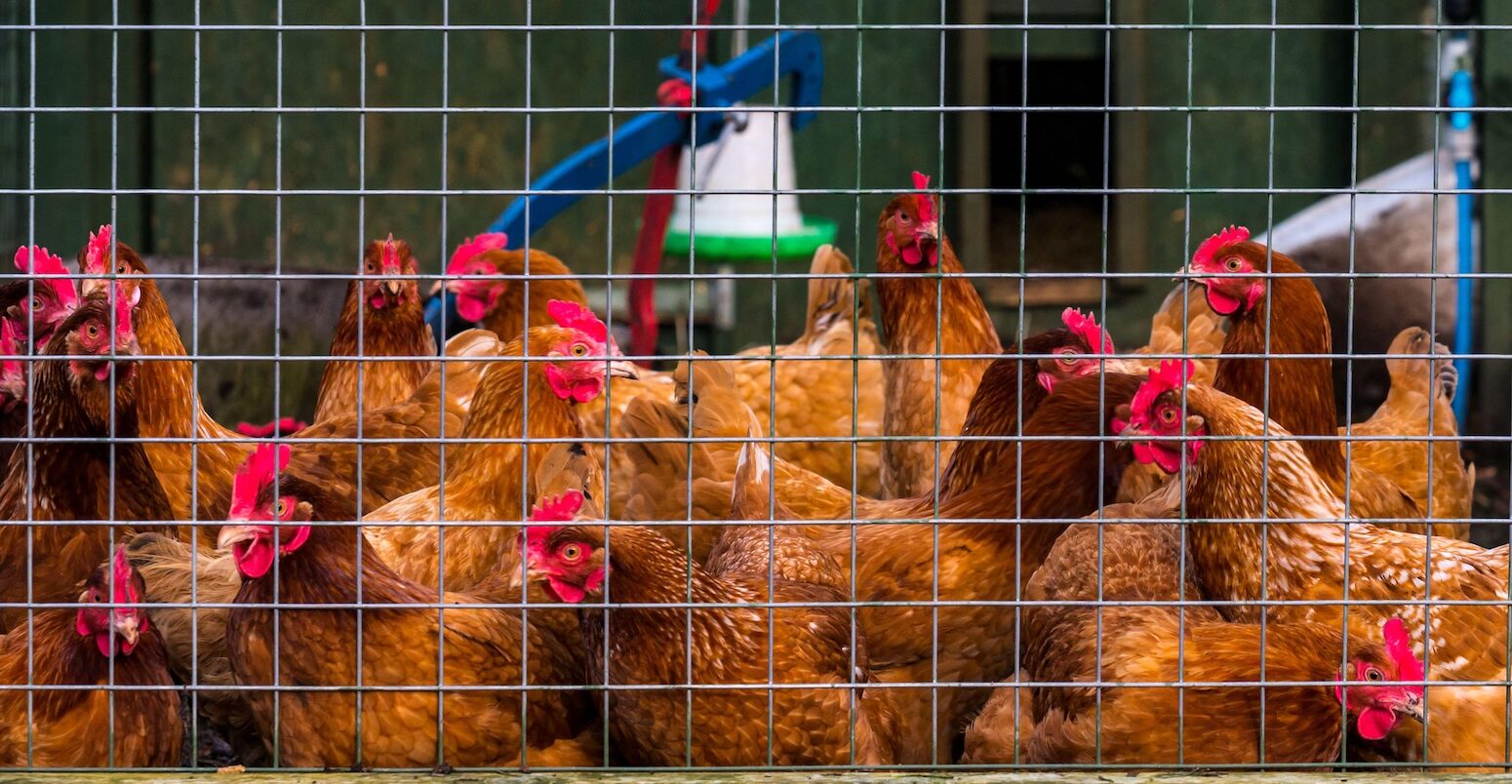 Chickens in a pen in Edinburgh, Scotland, in 2020