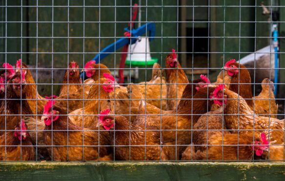 Chickens in a pen in Edinburgh, Scotland, in 2020