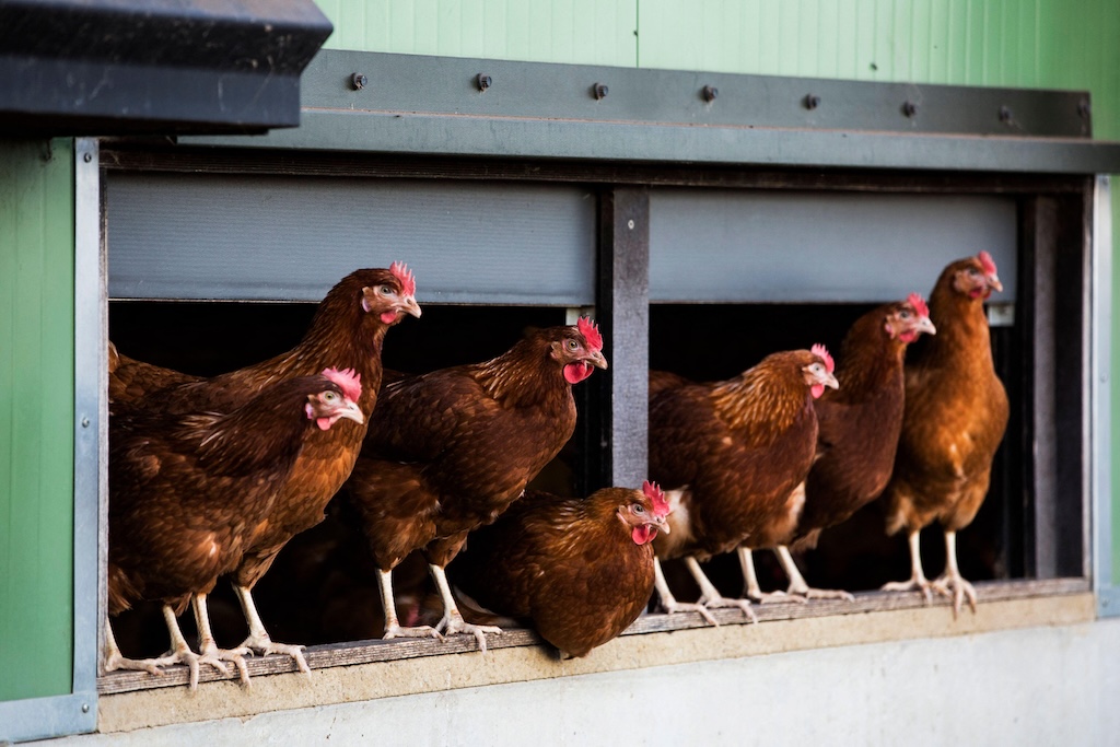 Chickens in a hen house in 2019.