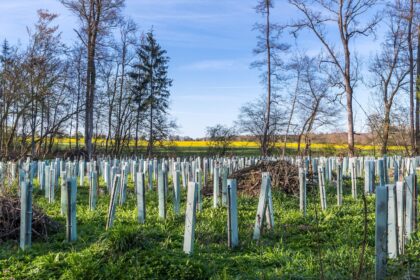 Reforestation project.
