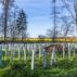 Reforestation project.