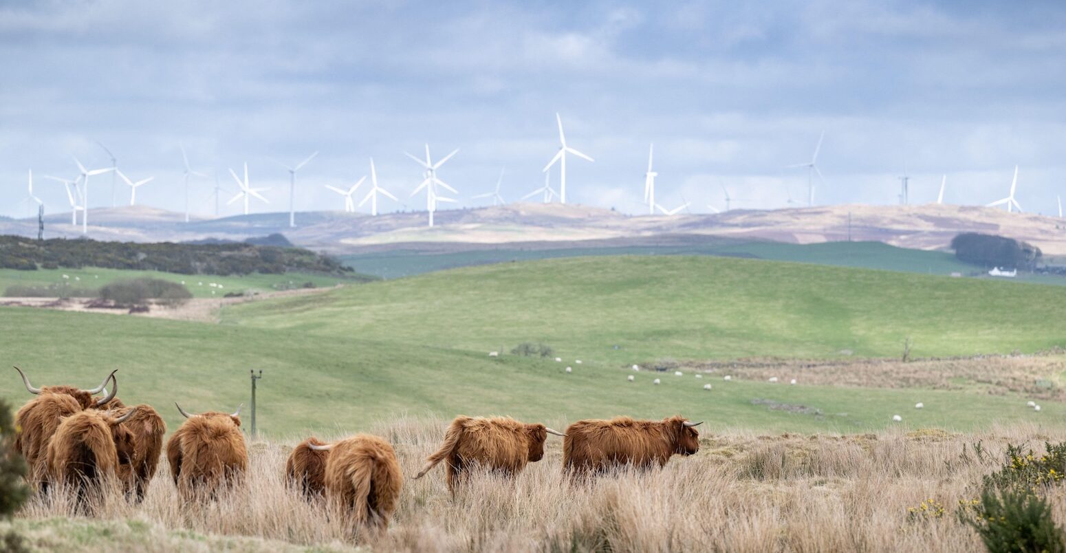 Highland cattle herd with windfarm in the background, Scotland.