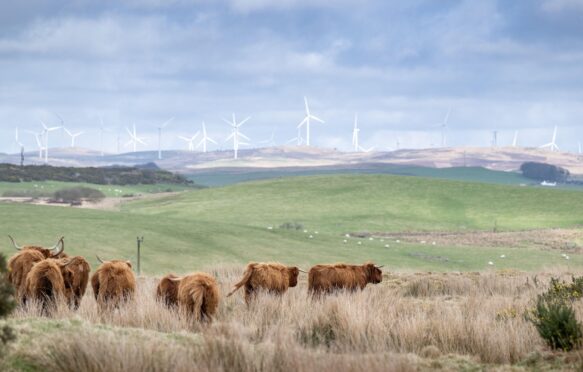 Highland cattle herd with windfarm in the background, Scotland.