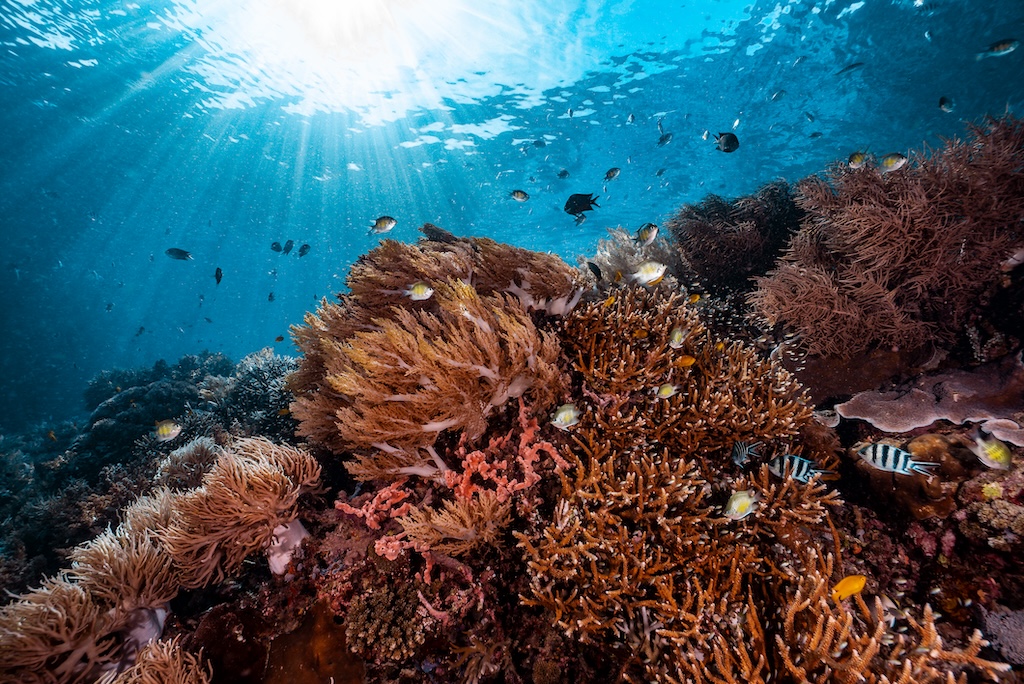 Coral reef in Raja Ampat, Indonesia. Credit: Noemi Merz / Ocean Image Bank