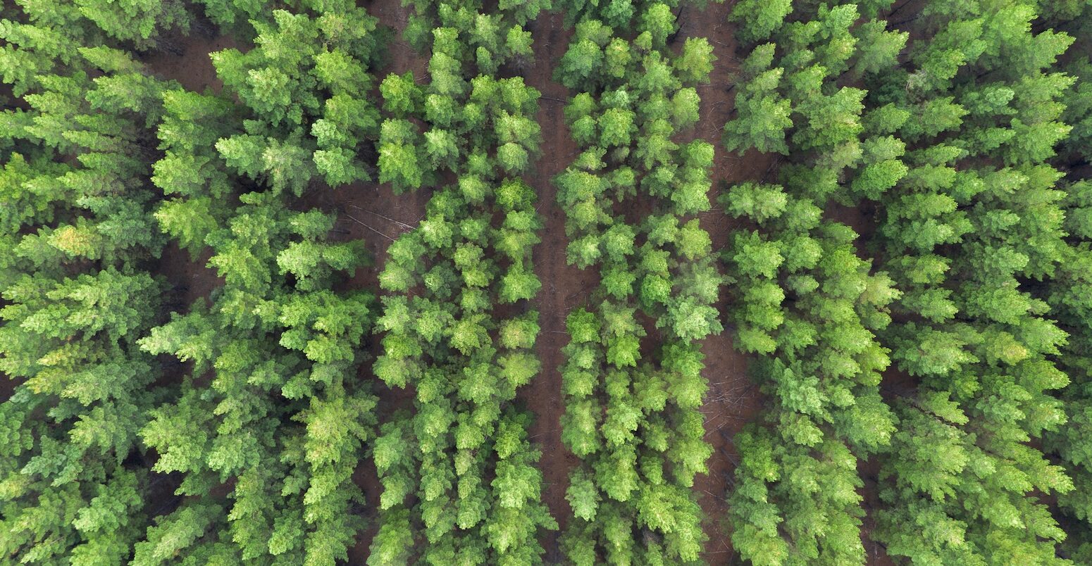 Aerial view of pine plantation.