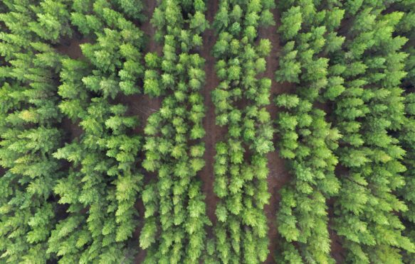 Aerial view of pine plantation.