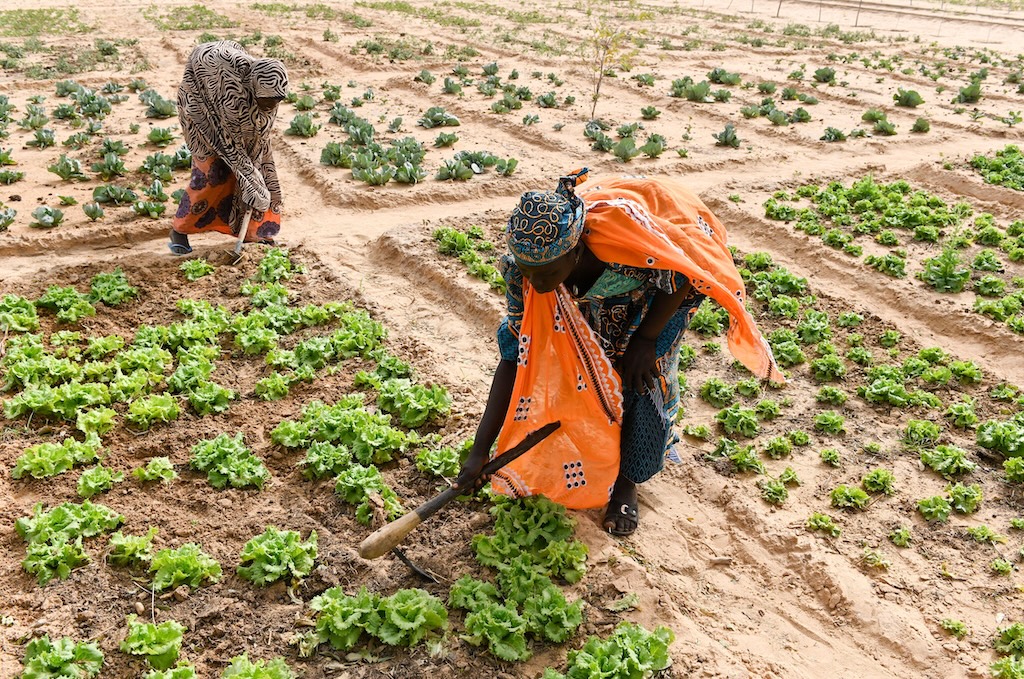 Community garden and climate adaption project, focusing on women's empowerment, Niger.