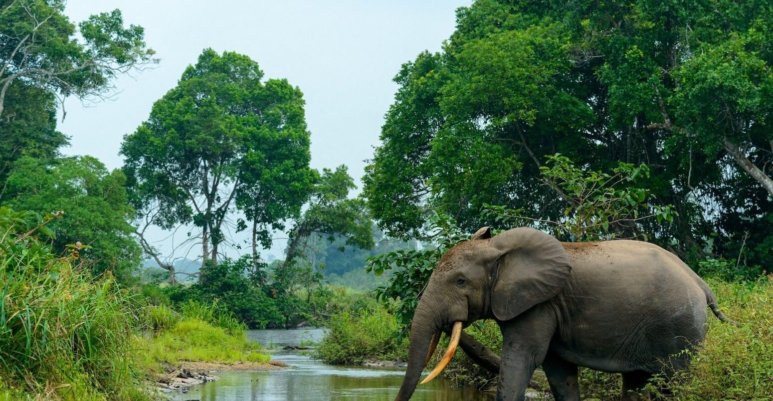 African elephant pictured in Congo.