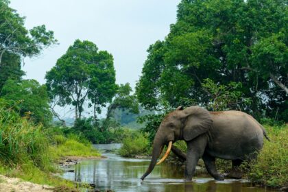 African elephant pictured in Congo.