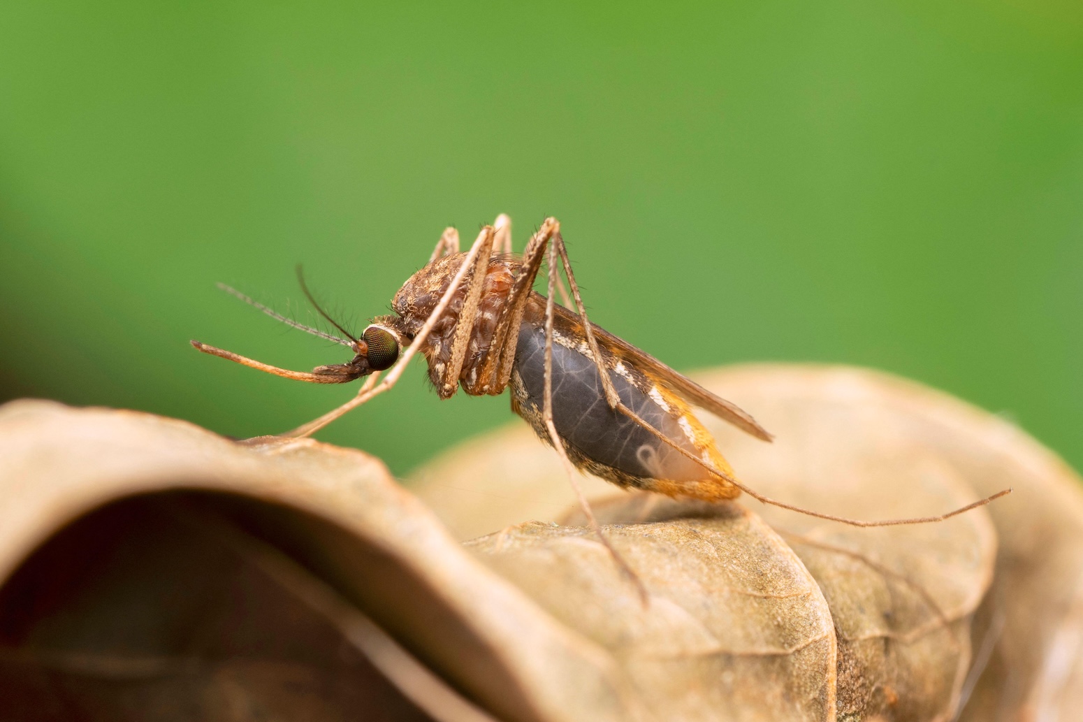 Climate change is driving a ‘shift’ in childhood malaria risk across Africa