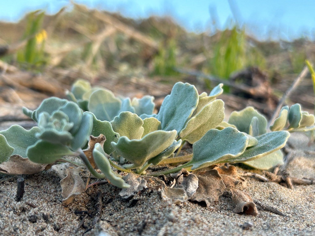 Beach spectaclepod (Dithyrea maritima).
