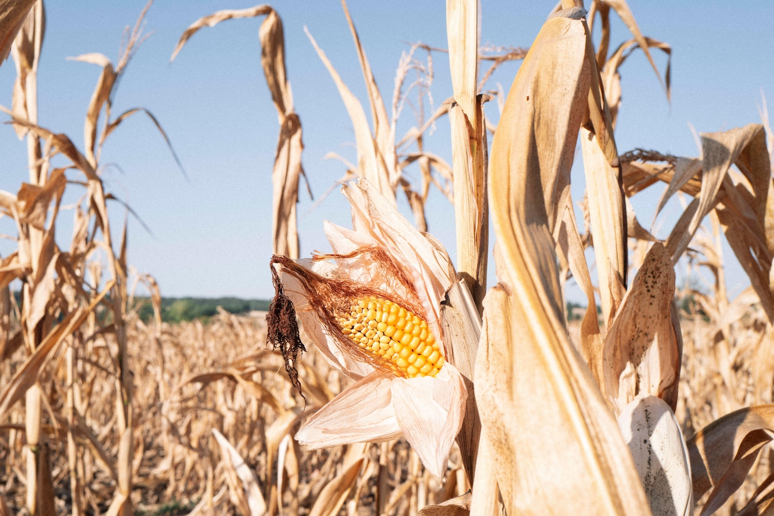 How this summer’s heat and drought impacted crops in Europe – in six charts