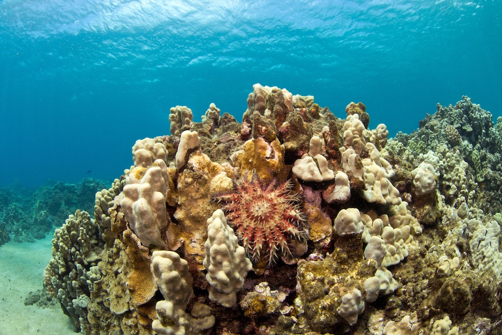 Coral reef.