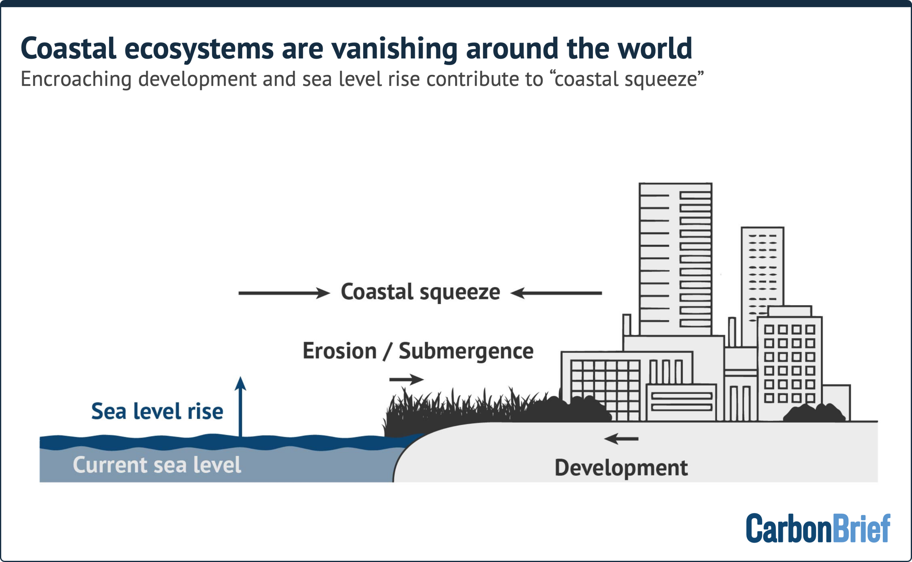 Illustration of 'coastal squeeze' titled "coastal ecosystems are vanishing around the world" and subtitled "encroaching development and sea level rise contribute to 'coastal squeeze'"